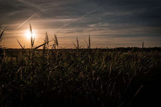 Sunset over a meadow