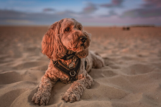 dog on the beach