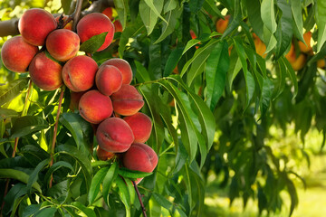 branch of ripe red peaches in garden