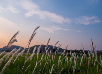 pampas grass reed green field and  flower white front view landscape can still see the mountains...