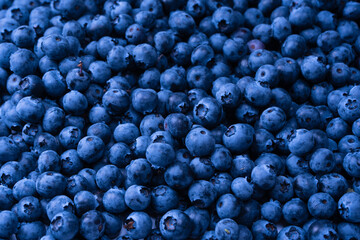 Fresh blueberry background. Texture blueberry berries close up.
