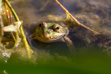 frog in the pond - 523298003
