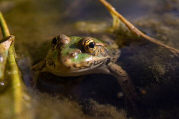 frog in the pond - 523298005