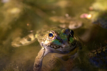 frog in the pond - 523298011