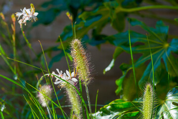 Flowers in a colorful garden in bright sunlight in summer, Almere, Flevoland, Netherlands, August, 2022