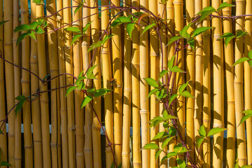 Fototapeta premium Bumblebee in a climber in a bamboo fence of a garden in bright sunlight in summer, Almere, Flevoland, The Netherlands, August, 2022 