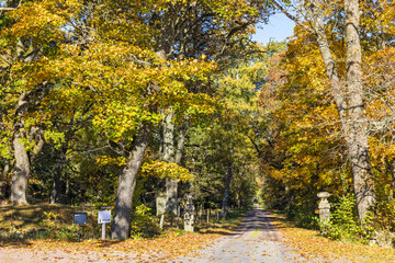 Naklejka premium Road with gateposts in a deciduous forest with autumn colors