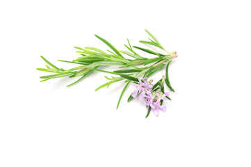 Fototapeta premium Fresh rosemary sprig flowering isolated on white background.