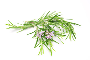 Fresh rosemary sprig flowering isolated on white background.