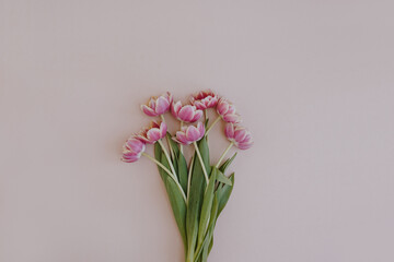 Tulip flowers bouquet on pastel pink background. Flat lay, top view