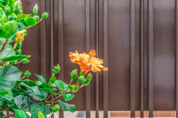 A bush of orange hibiscus with buds grows near a brown metal gate. Flora of the Canary Islands, Tenerife