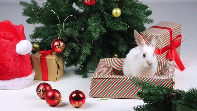 Christmas gift box with a rabbit inside. Christmas and New Year