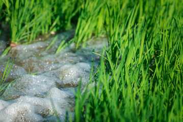 Watering nature of rice field on rice paddy