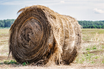 Bales of harvested flax in a summer field. Linum. Close-up. A plant from which oil and clothing are made. Important agricultural crop.