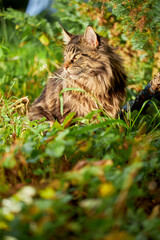 Naklejka na ściany i meble Large beautiful Maine Coon cat, portrait striped domestic cat resting in the grass. Warm sunny light in shady bushes