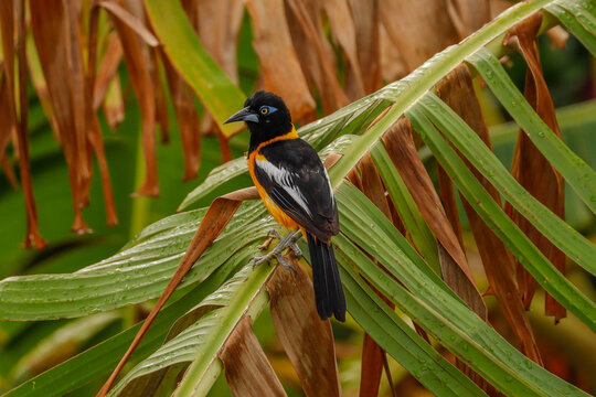 Baltimore Trupial Vogel