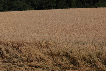 Fototapeta premium grain field