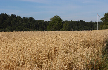 Fototapeta premium grain field