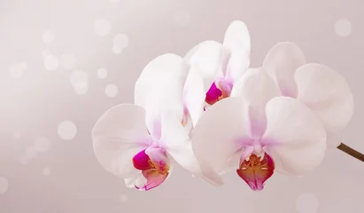 Foto op Canvas Pastel monochrome toned image orchid branch © svetlanass13