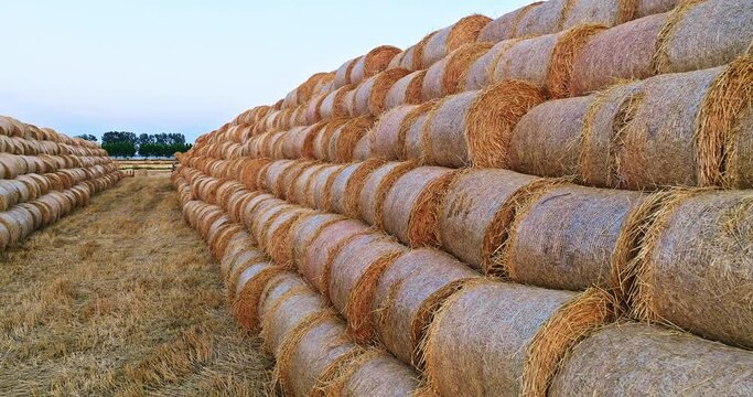 Straw bales in a wheat field. Straw bales stacked in farm field after wheat harvest. 