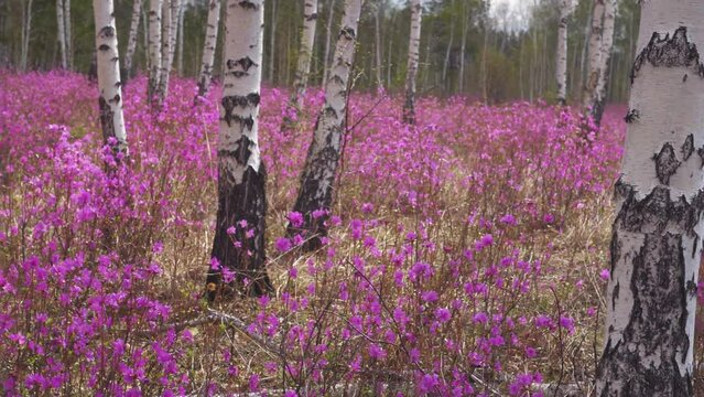 Pink rhododendron, wild rosemary bushes in birch grove, spring fabulous natural landscape details. Rosemary forest bushes, botany. Hiking, forestry. Russia Baikal region incredible landmark. Gimbal