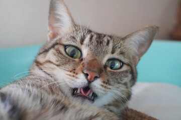 見つめるキジトラ