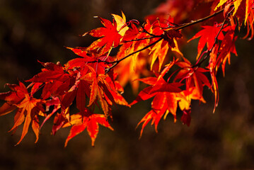 Maple leaves on a tree branch. Yellow, red and orange leaves glow in the sun. Autumn sunny day.