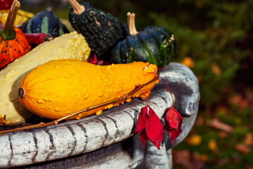 Various pumpkins on a pile. Yellow, green, orange pumpkins close-up. Autumn, holiday and Halloween concept.
