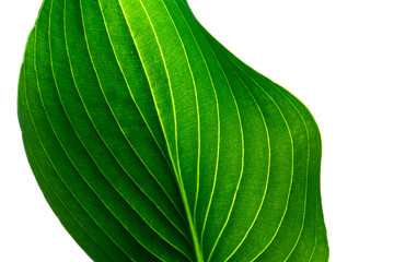 Beautiful big green leaf with vertical yellow vein stripes.