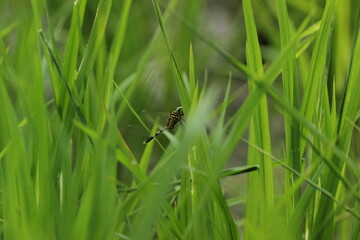 dragonfly in the grass