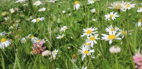 panoramic meadow with daisies at springtime
