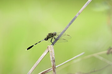 dragonfly perched on a wooden branch on a green background