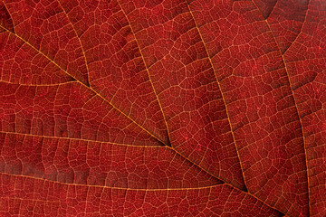 Texture of a red dry leaf with brown veins. Light shining through.