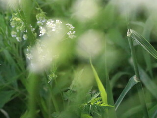 Small white flowers on blurred green background