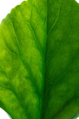 Zoomed up dark green badan leaf close up with yellow veins. Close up.