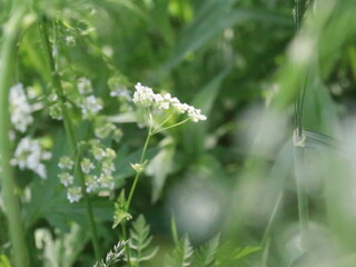 Fototapeta premium Small white flowers on blurred green background