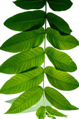 Hazel leaves on a branch over a white background