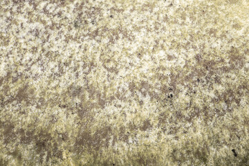 Mushroom head texture close up with dark and light rings.