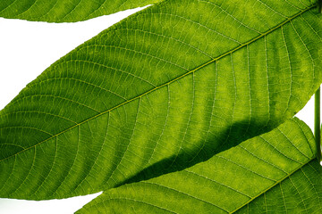 Up close of hazel leaves on a branch over a white background