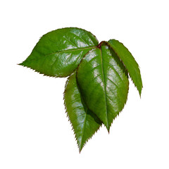 Rose leaves on a transparent background. Green leaves in natural sunlight isolated on transparent Elegant green rose leaves-isolate