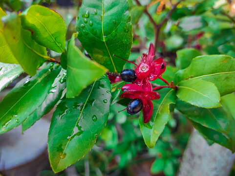 Mickey mouse plant (Ochna kirkii). Swollen bright red petals, somewhat resembling Mickey's ears, and unique.  that adorn the yard.