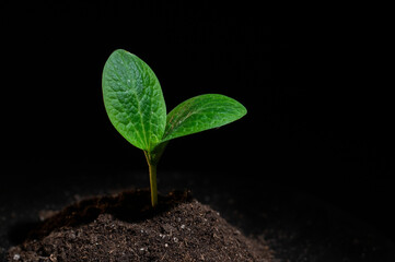 Close-up of a sprout of zucchini on a black background. 