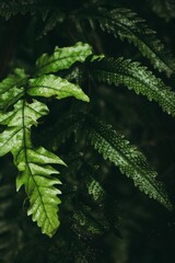 fern leaf in the forest