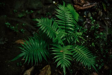 green fern in the forest