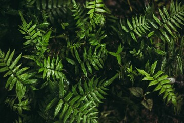 fern leaves