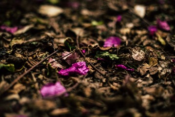 flowers in the forest
