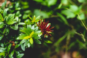 flower in the garden