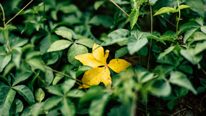yellow flower on a green leaf