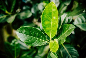 green leaves of a tree