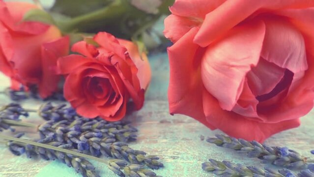 Fresh roses fall on a vintage wooden light blue background with lavender flowers on it. Composition in the style of French Provence. Slow motion.